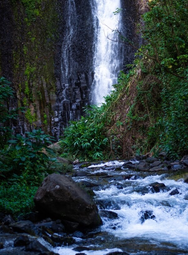 waterfall, river, rainforest