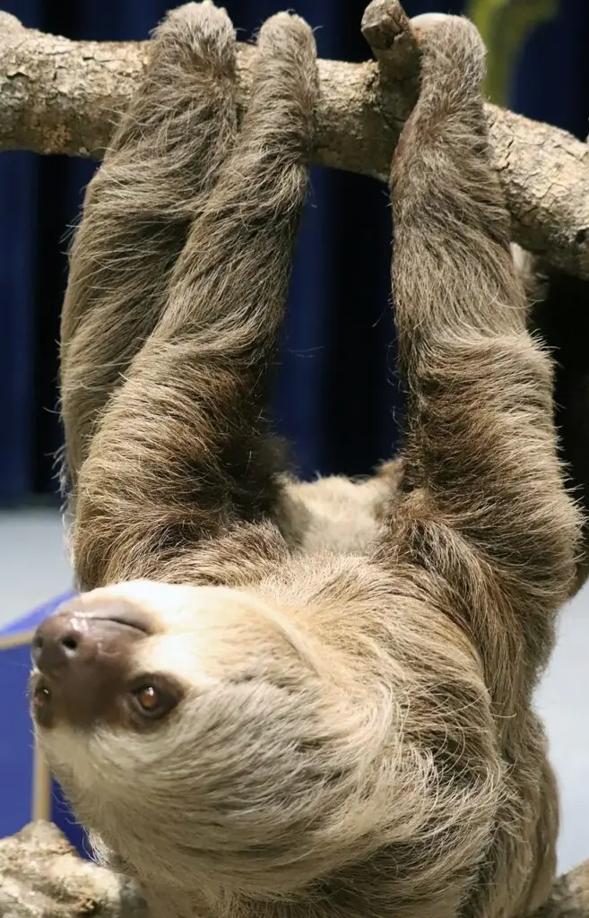 sloth, hanging upside down, mammal