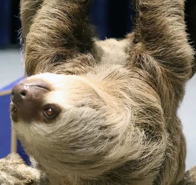 sloth, hanging upside down, mammal