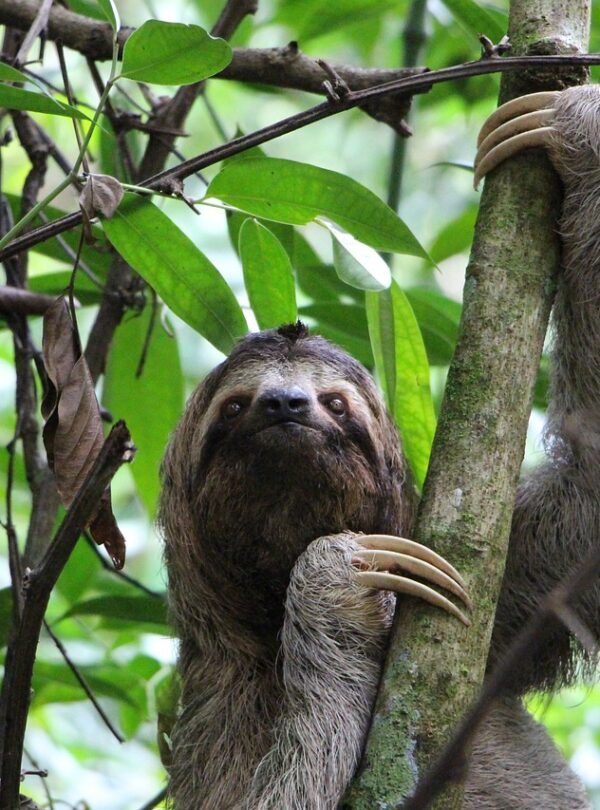 sloth, three finger sloth, jungle