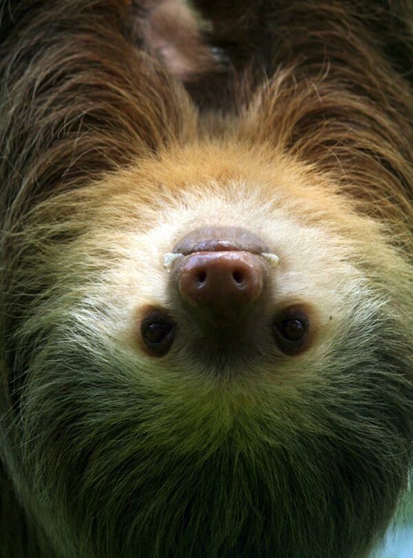sloth, tropical, nature