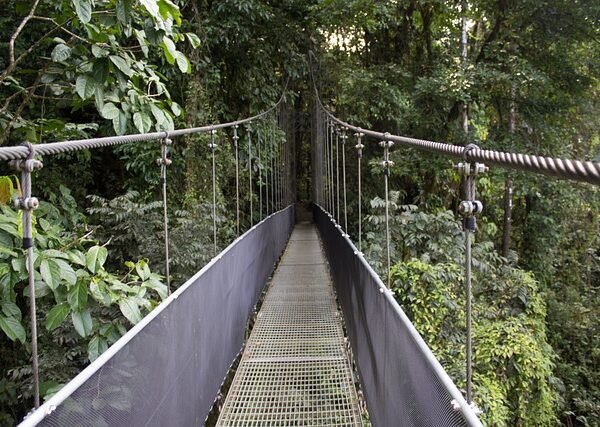 bridge, rain forest, costa rica