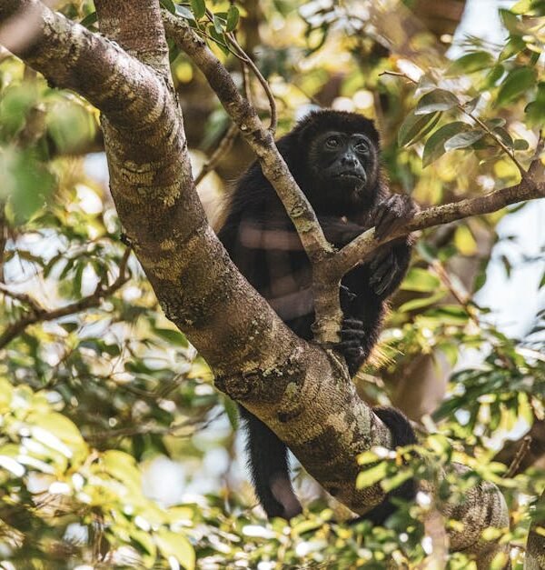 Monkey on a Tree Branch