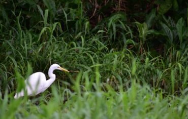 Garza, Parque Nacional Tortuguero, Costa RIca