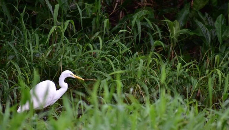 Garza, Parque Nacional Tortuguero, Costa RIca