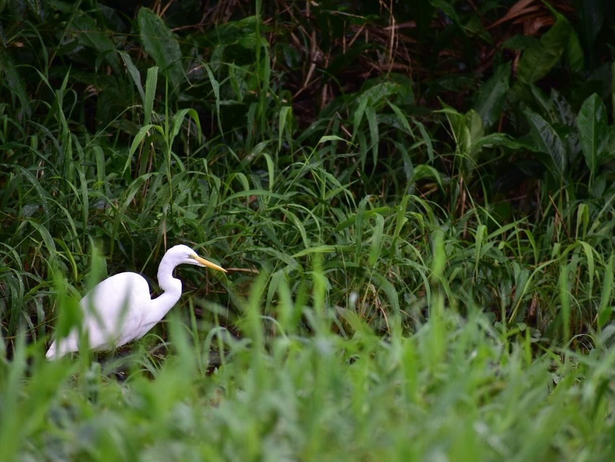 Garza, Parque Nacional Tortuguero, Costa RIca