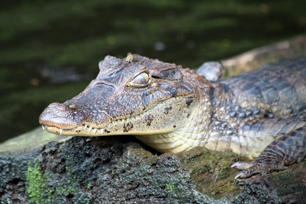 animals, crocodile, reptile