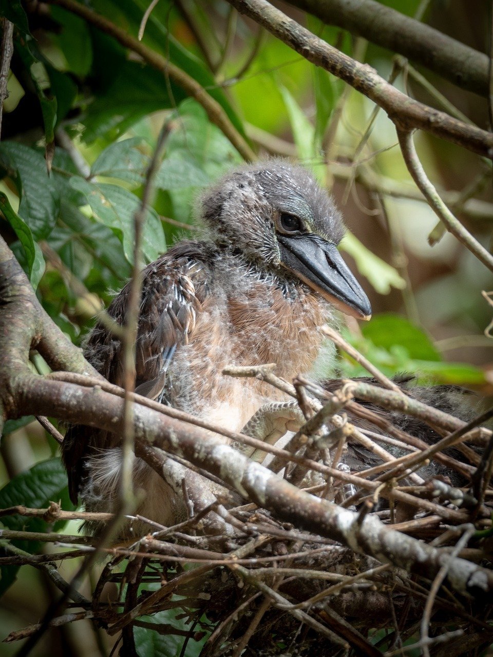 bird, costa rica, tortuguero