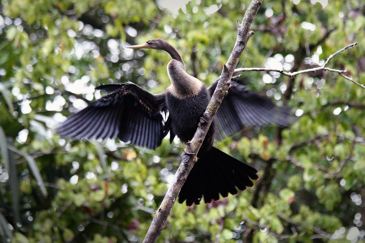 animals, bird, cormorant