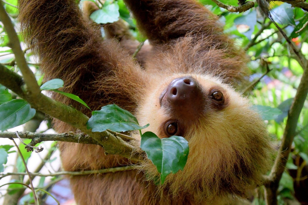 sloth, costa rica, tortuguero