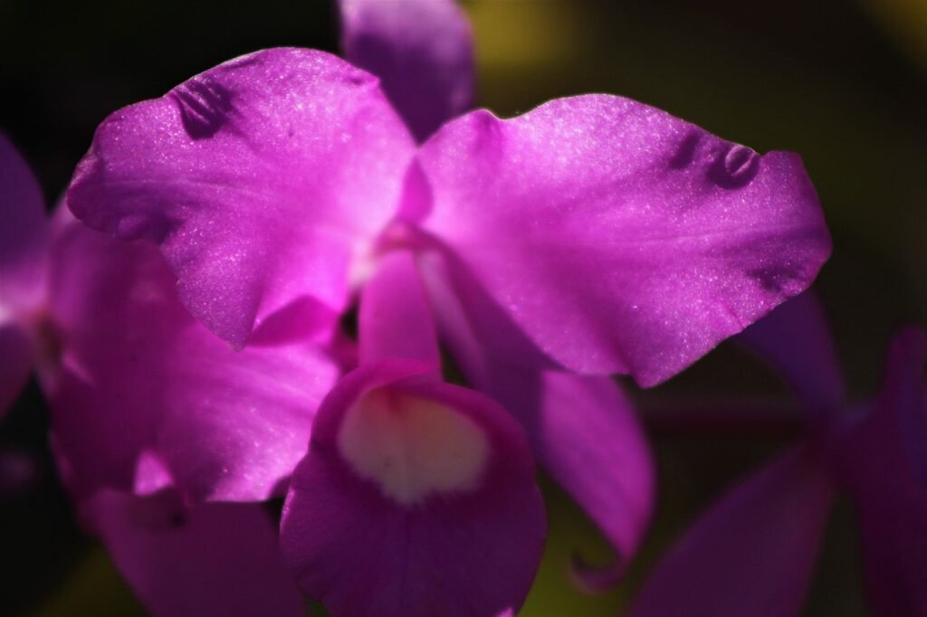 flowers, petals, flower background
