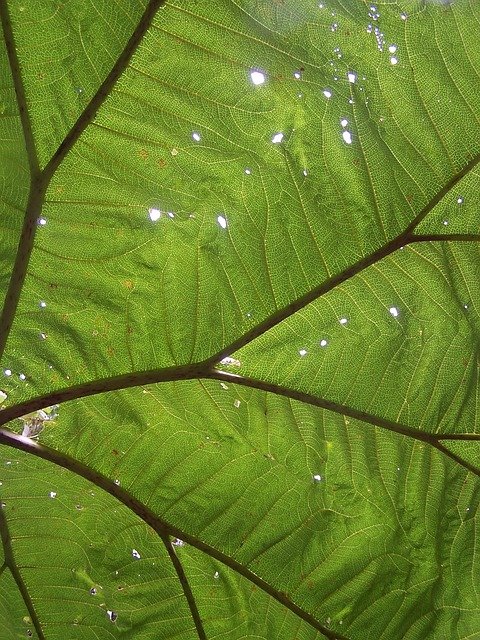 big leaf, rainforest, holes