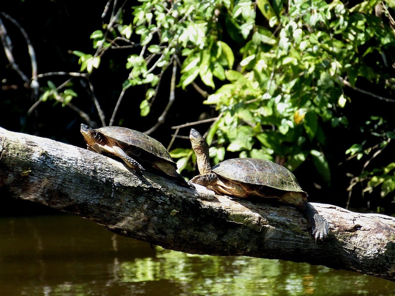turtles, tortoise, animal