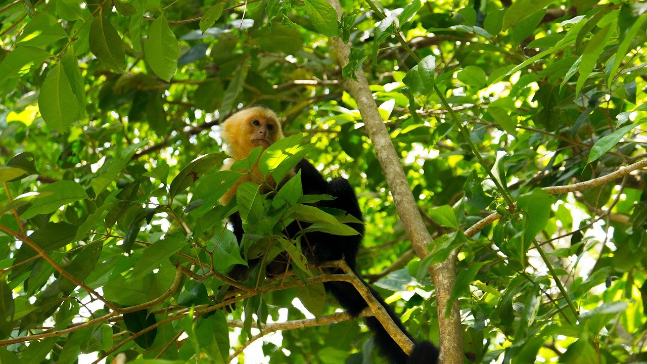 capuchin monkey, costa rica, manuel antonio