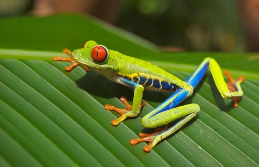 Excursiones de Un Día y Paquetes Turísticos por Costa Rica, Fusiona Naturaleza y Cultura.