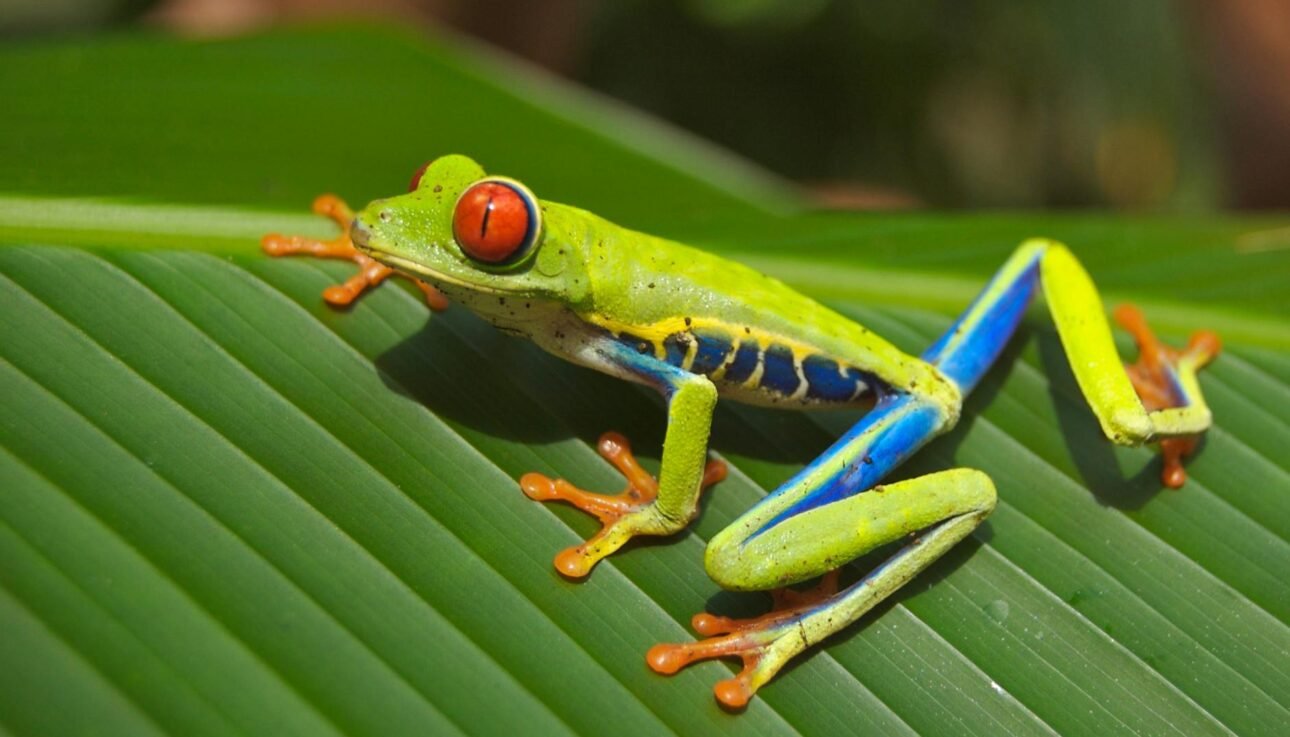 Excursiones de Un Día y Paquetes Turísticos por Costa Rica, Fusiona Naturaleza y Cultura.