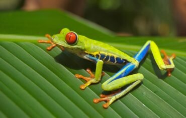 Excursiones de Un Día y Paquetes Turísticos por Costa Rica, Fusiona Naturaleza y Cultura.