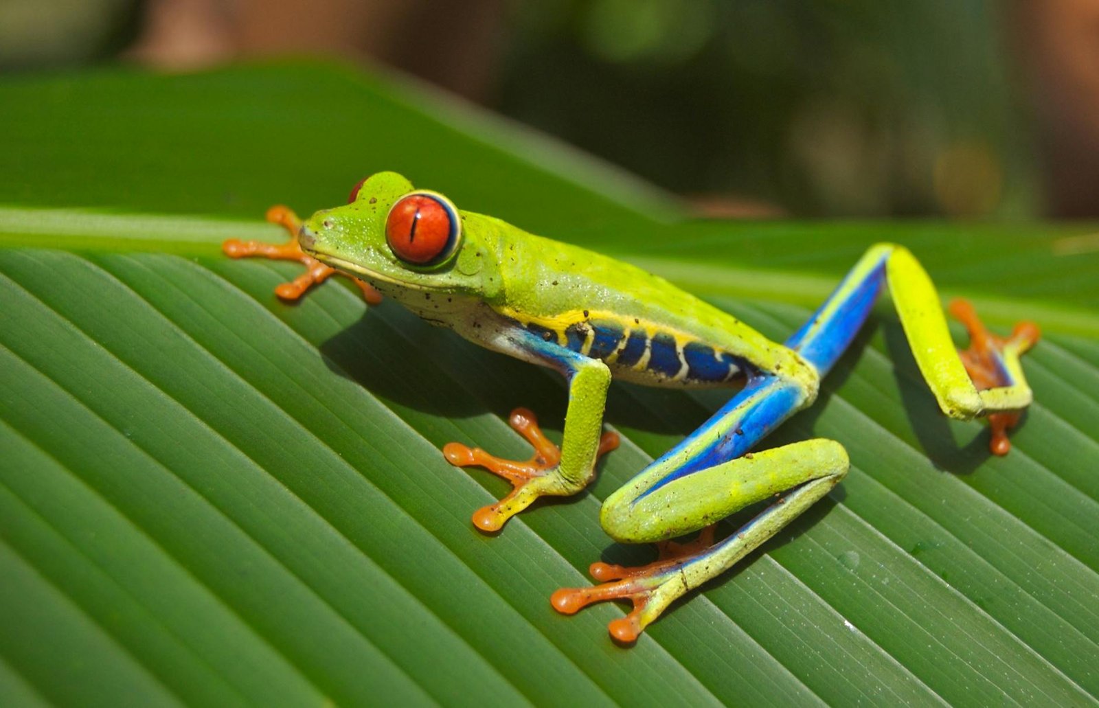 Excursiones de Un Día y Paquetes Turísticos por Costa Rica, Fusiona Naturaleza y Cultura.
