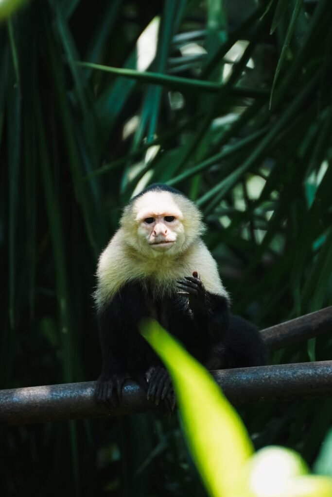 a white faced monkey sitting on a branch