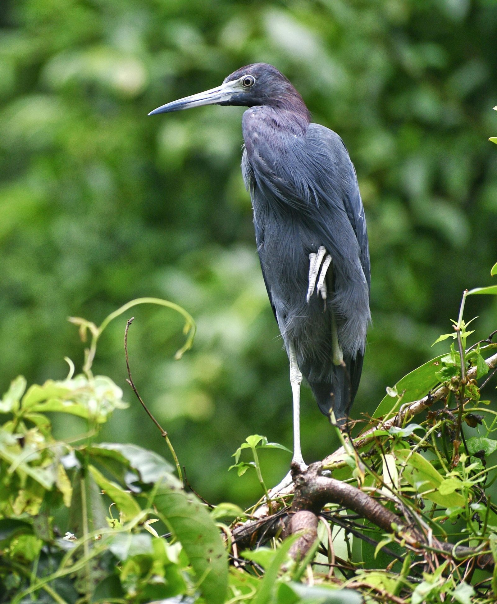 A beautiful blue heron perched on a branch amidst lush greenery in Costa Rica's wild habitat.