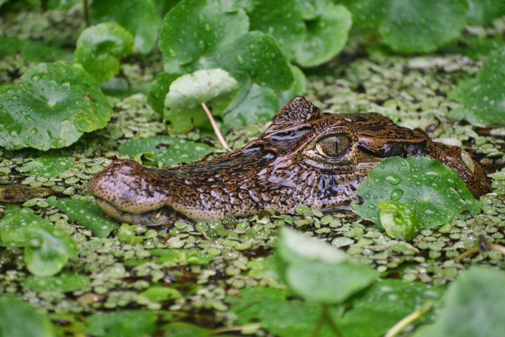 Caiman camouflaged in green flora, captured in Costa Rica's tropical wetland.