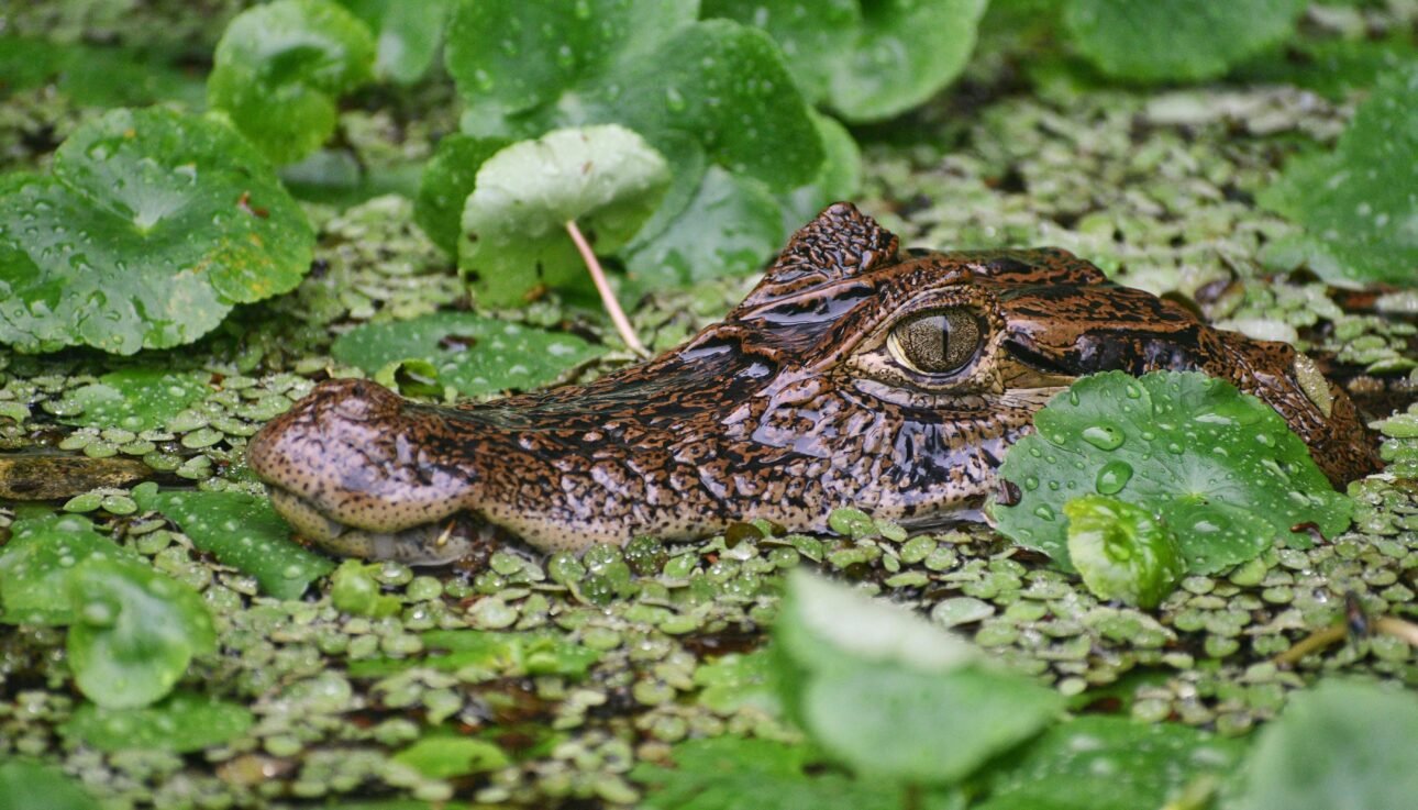 Caiman camouflaged in green flora, captured in Costa Rica's tropical wetland.