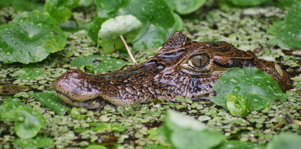 Caiman camouflaged in green flora, captured in Costa Rica's tropical wetland.