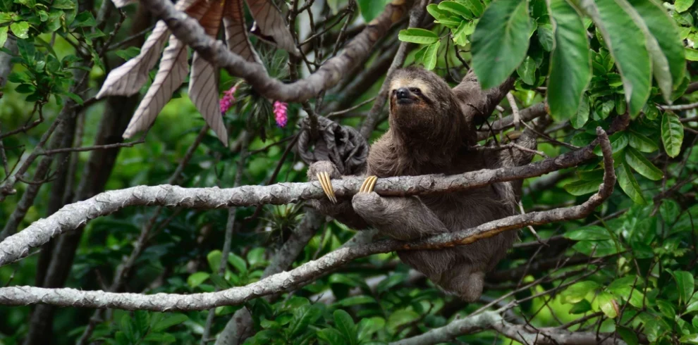 sloth tree branch tropical forest