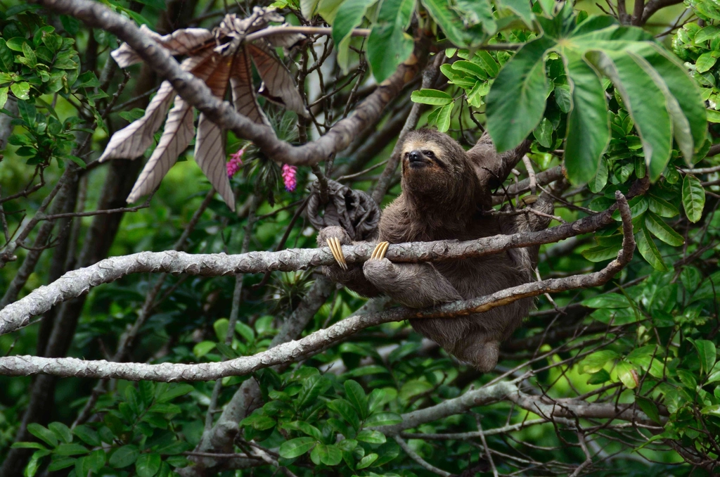 sloth tree branch tropical forest