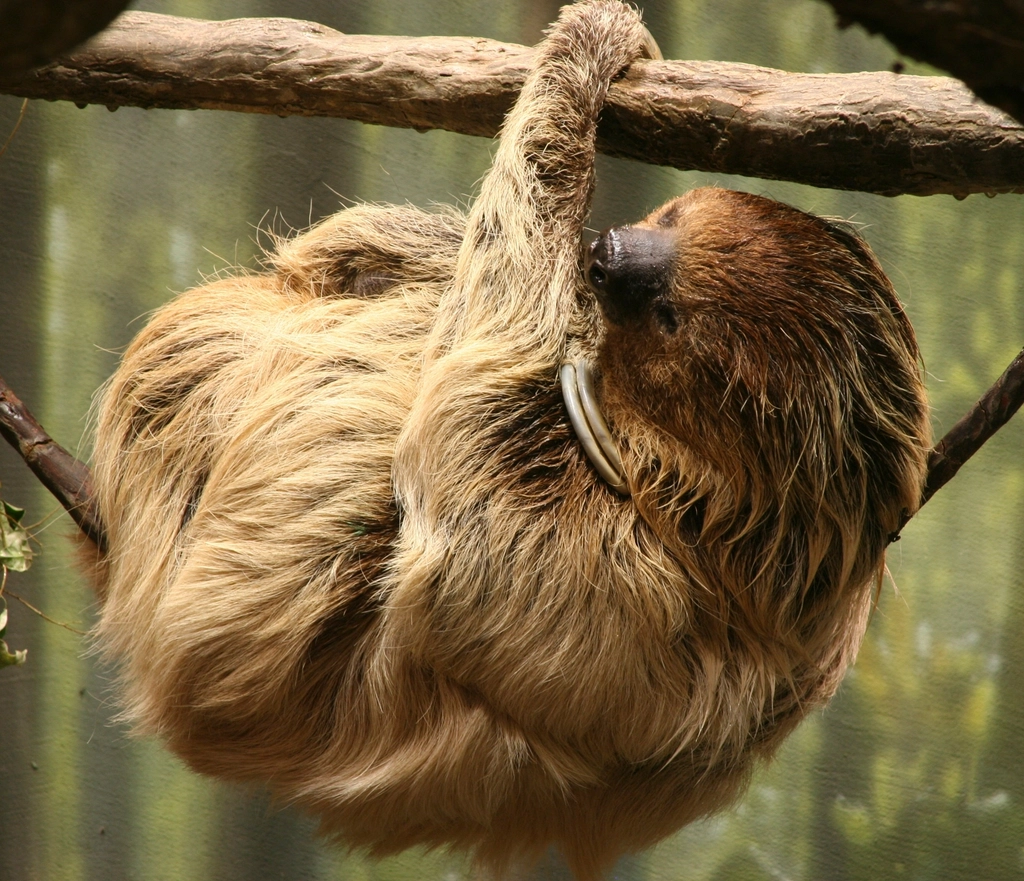 Two-toed sloth hanging tree branch