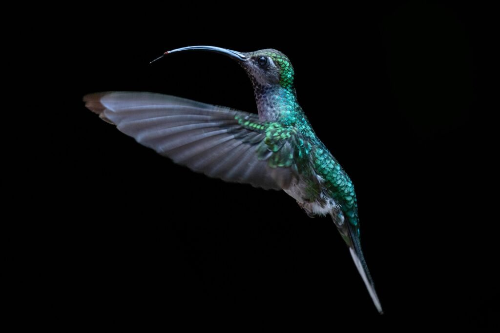 Close-up of a vibrant hummingbird flying against a dark background, shot in Monteverde, Costa Rica.