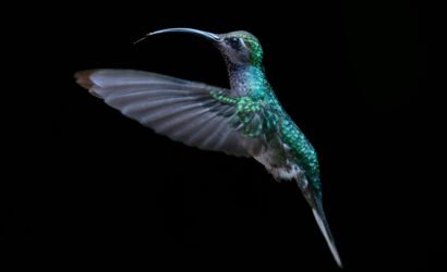 Close-up of a vibrant hummingbird flying against a dark background, shot in Monteverde, Costa Rica.