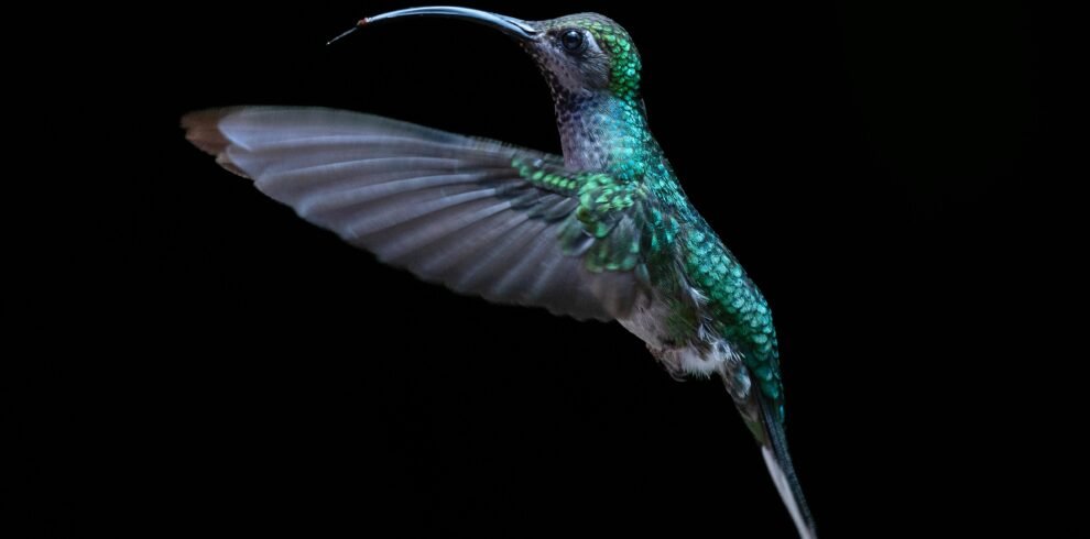 Close-up of a vibrant hummingbird flying against a dark background, shot in Monteverde, Costa Rica.